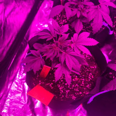 Runtz Muffin  growlog timeline photo