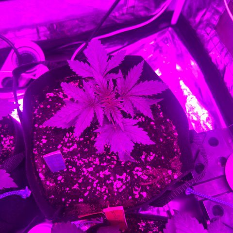 Blue Sunset Sherbert growlog timeline photo