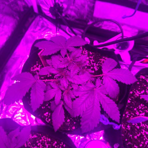Liberty Haze growlog timeline photo