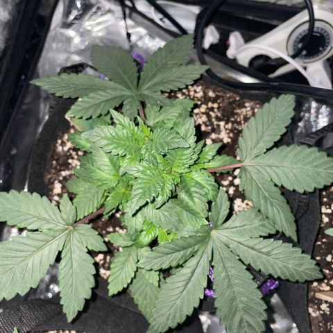 Liberty Haze growlog timeline photo