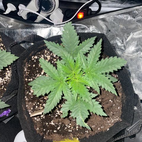 Blue Sunset Sherbert growlog timeline photo