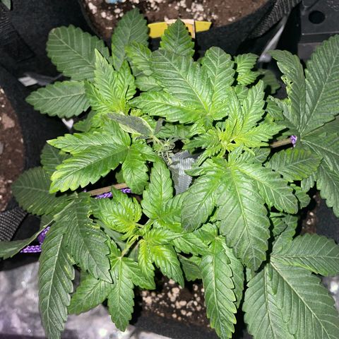 Gorilla Zkittlez growlog timeline photo
