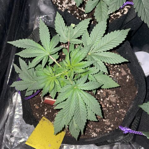 Runtz Muffin  growlog timeline photo