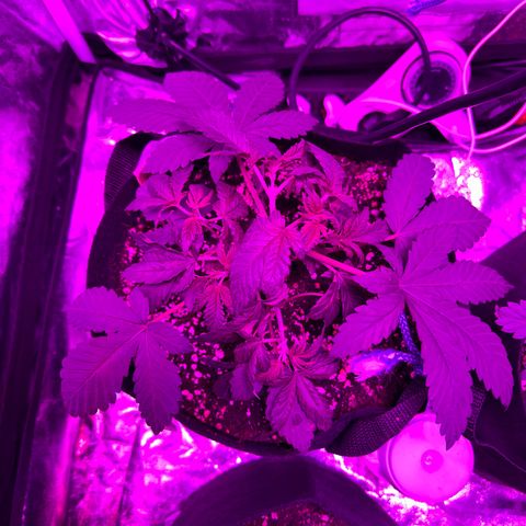 Liberty Haze growlog timeline photo