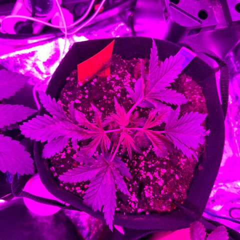 Blue Sunset Sherbert growlog timeline photo