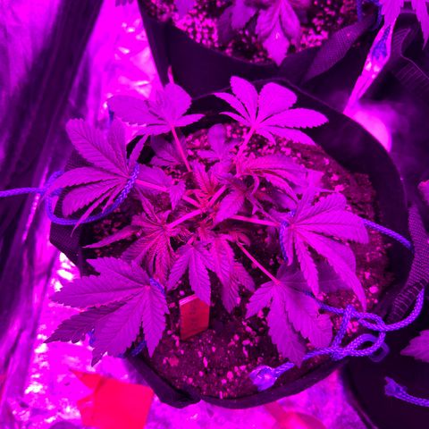 Runtz Muffin  growlog timeline photo