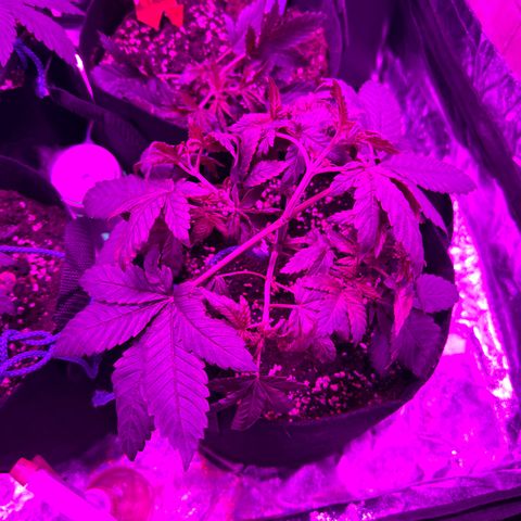 Gorilla Zkittlez growlog timeline photo