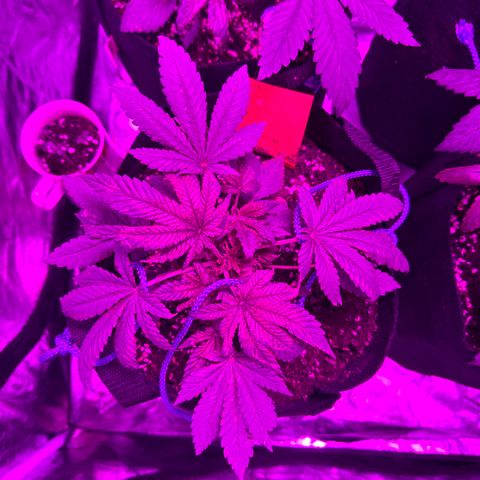 Runtz Muffin  growlog timeline photo