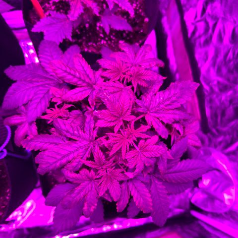 Gorilla Zkittlez growlog timeline photo