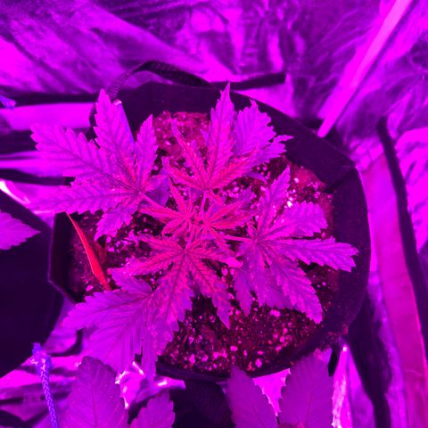 Blue Sunset Sherbert growlog timeline photo