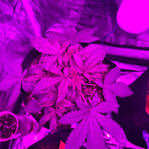 Liberty Haze growlog timeline photo