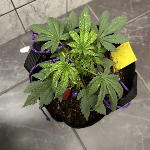 Runtz Muffin  growlog timeline photo