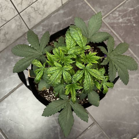 Liberty Haze growlog timeline photo