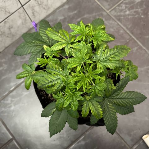 Gorilla Zkittlez growlog timeline photo