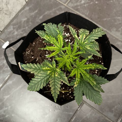 Blue Sunset Sherbert growlog timeline photo