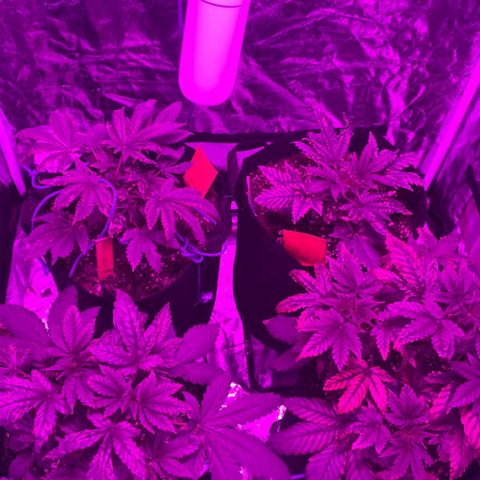 Liberty Haze growlog timeline photo