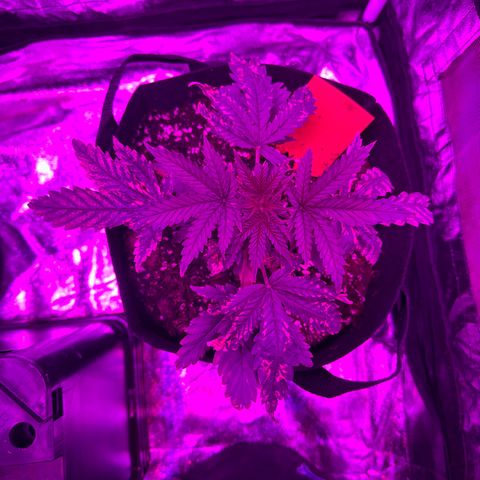 Blue Sunset Sherbert growlog timeline photo