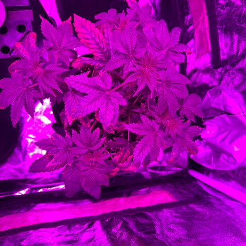 Gorilla Zkittlez growlog timeline photo
