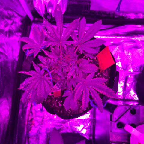 Runtz Muffin  growlog timeline photo