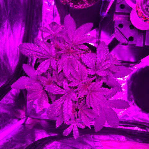 Liberty Haze growlog timeline photo