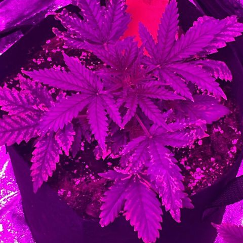 Blue Sunset Sherbert growlog timeline photo