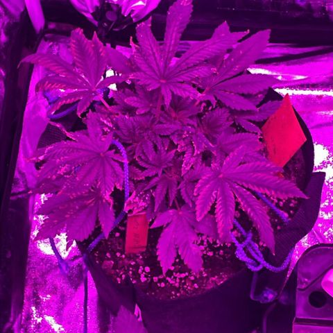 Runtz Muffin  growlog timeline photo