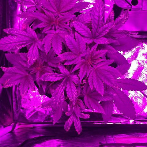 Liberty Haze growlog timeline photo