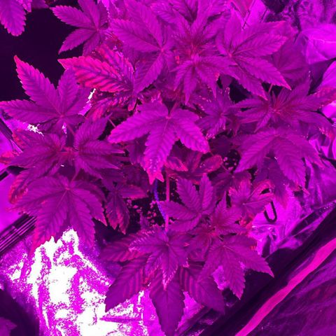 Gorilla Zkittlez growlog timeline photo
