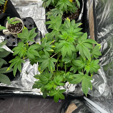Gorilla Zkittlez growlog timeline photo