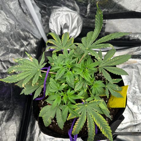 Runtz Muffin  growlog timeline photo