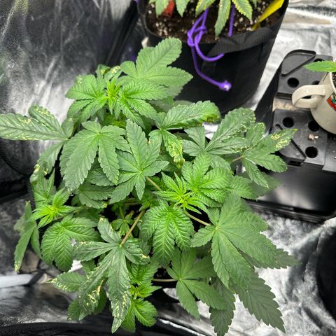 Liberty Haze growlog timeline photo