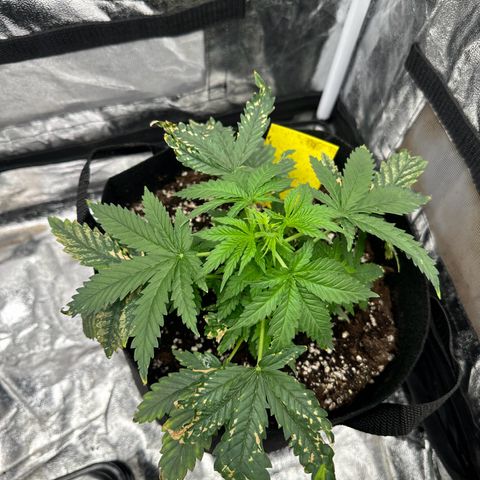 Blue Sunset Sherbert growlog timeline photo