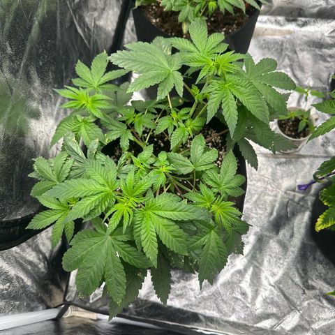 Liberty Haze growlog timeline photo