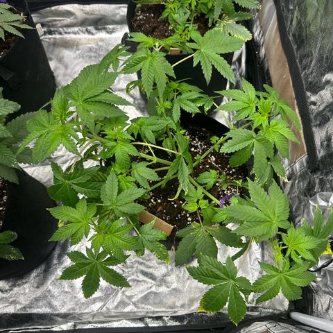 Gorilla Zkittlez growlog timeline photo