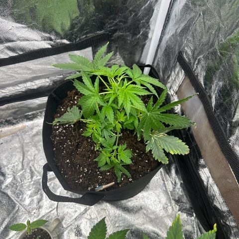 Blue Sunset Sherbert growlog timeline photo