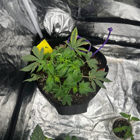 Runtz Muffin  growlog timeline photo