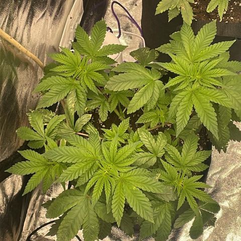 Liberty Haze growlog timeline photo