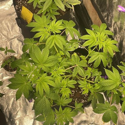 Gorilla Zkittlez growlog timeline photo