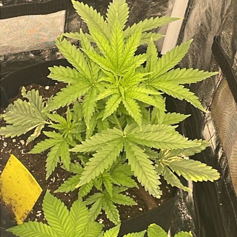 Blue Sunset Sherbert growlog timeline photo