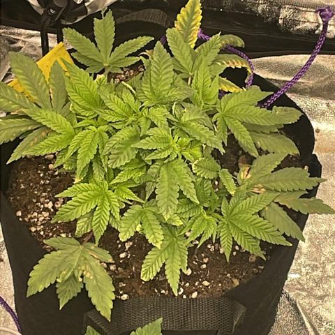 Runtz Muffin  growlog timeline photo