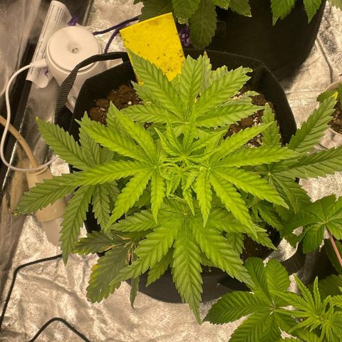 Blue Sunset Sherbert growlog timeline photo