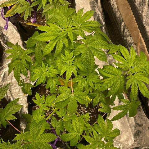 Gorilla Zkittlez growlog timeline photo
