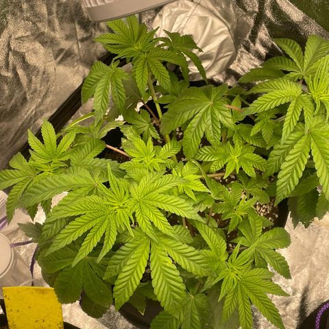 Liberty Haze growlog timeline photo