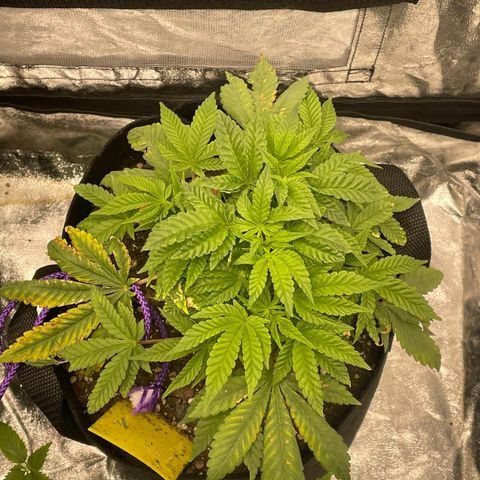 Runtz Muffin  growlog timeline photo