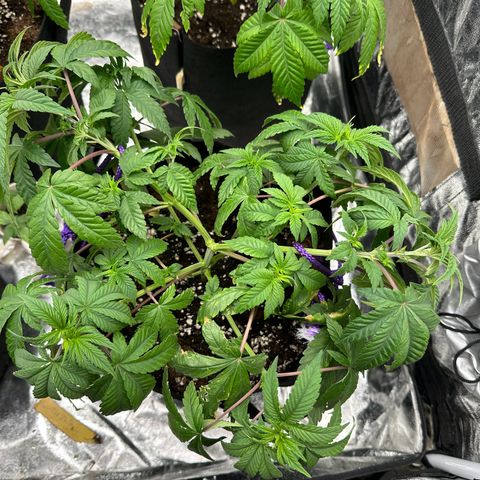 Liberty Haze growlog timeline photo