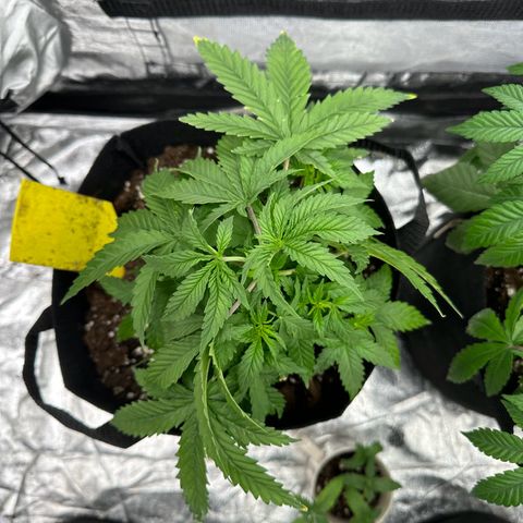 Blue Sunset Sherbert growlog timeline photo