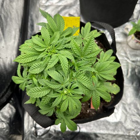 Runtz Muffin  growlog timeline photo
