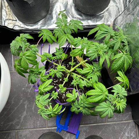Gorilla Zkittlez growlog timeline photo