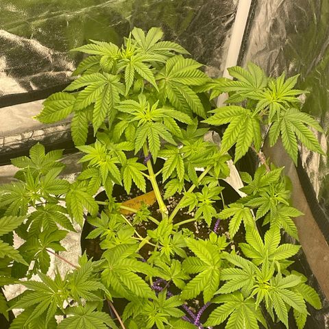 Gorilla Zkittlez growlog timeline photo