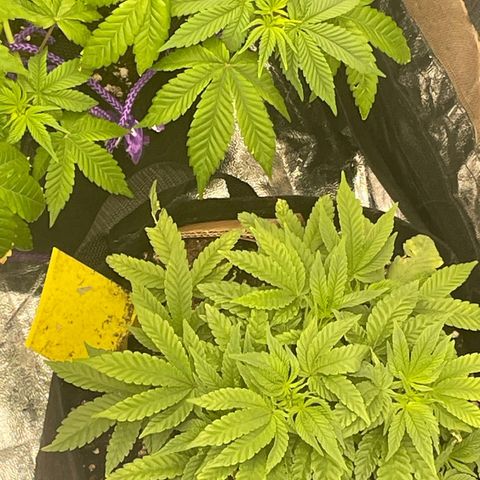 Runtz Muffin  growlog timeline photo